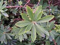 Badianier - Illicium anisatum (01) (Photo F. Mrugala)